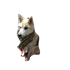 [LINEスタンプ] 日々くろしば