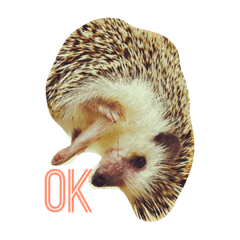 [LINEスタンプ] ハリネズミらんど