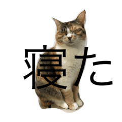 [LINEスタンプ] 悠Pパイセン