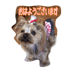 [LINEスタンプ] ヨーキーのトッポとトイプードルのチャイ