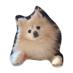 [LINEスタンプ] 大好きヨーイU^ェ^U