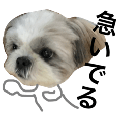 [LINEスタンプ] shih tzu -non