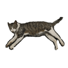 [LINEスタンプ] Colorful cat images_3