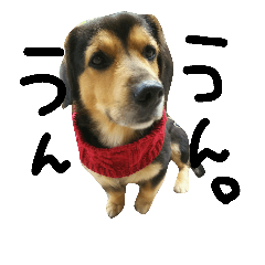 [LINEスタンプ] レンくん(犬猫)