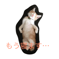 [LINEスタンプ] こむぎ いやしのはんこ