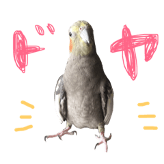 [LINEスタンプ] オカメインコのチロル