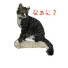 [LINEスタンプ] しましまネコくん