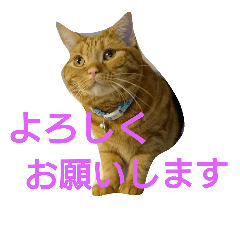 [LINEスタンプ] アメショのラファくん普段使いのスタンプ