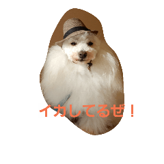 [LINEスタンプ] La vita di Bolognese