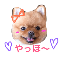 [LINEスタンプ] ポメラニアンもけし君スタンプ