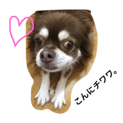 [LINEスタンプ] チワワな たるちゃん。