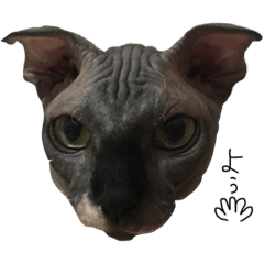 [LINEスタンプ] ねこと仲間たち1