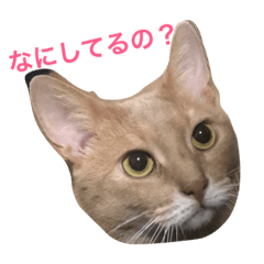 [LINEスタンプ] jessy's stamp