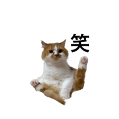 [LINEスタンプ] モフモフ茶白ねこのチコゴロ写真スタンプ