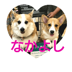 [LINEスタンプ] 仲良しコーギー