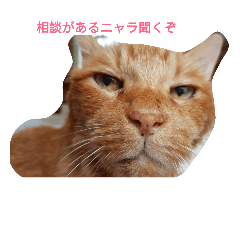[LINEスタンプ] 茶猫きっぺい21才