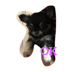 [LINEスタンプ] 暴れん坊愛犬ルイ