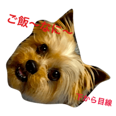 [LINEスタンプ] happy to dog