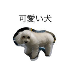 [LINEスタンプ] kawaii inu
