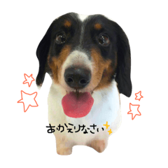 [LINEスタンプ] 集まれダックス！