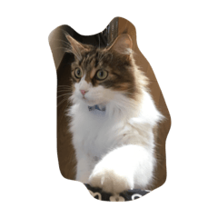 [LINEスタンプ] 猫のあびちゃん