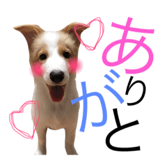 [LINEスタンプ] うちのボーダーコリー