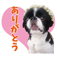 [LINEスタンプ] しょこら♥