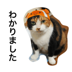 [LINEスタンプ] 三毛猫ハルちゃん⑤