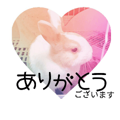 [LINEスタンプ] rabbitSORA