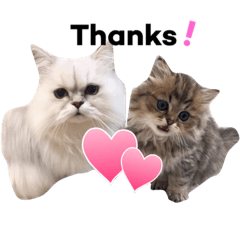 [LINEスタンプ] レディとバディ