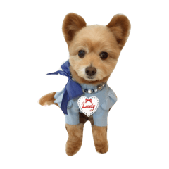 [LINEスタンプ] pomapoo dog 2