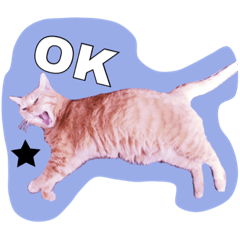 [LINEスタンプ] うちのねこみんな顔平らなんです