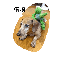 [LINEスタンプ] Chocolate the Dachshund