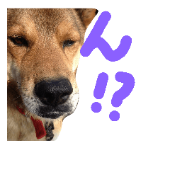 [LINEスタンプ] 森田家の愉快な仲間たち