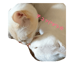 [LINEスタンプ] マシュマロさん家の  日常