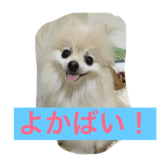 [LINEスタンプ] 幸せになった保護犬