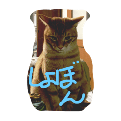 [LINEスタンプ] evryday cat's