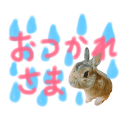 [LINEスタンプ] 実物の動物たち