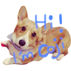 [LINEスタンプ] Koji the corgi