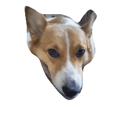 [LINEスタンプ] corgy