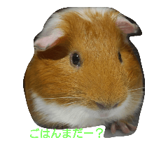 [LINEスタンプ] Chachairo