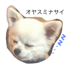 [LINEスタンプ] 犬のクムくん