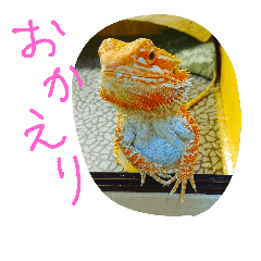 [LINEスタンプ] フトアゴヒゲトカゲのすず