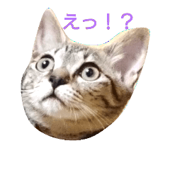 [LINEスタンプ] モカの使えるスタンプ 