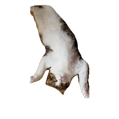 [LINEスタンプ] 我が家の猫^^