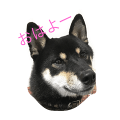 [LINEスタンプ] 黒柴かなた