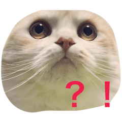 [LINEスタンプ] スコまろ すたんぷpart2