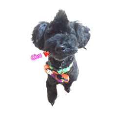 [LINEスタンプ] 黒プーのブンダバーくん