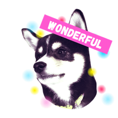 [LINEスタンプ] 黒柴スカイラー