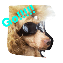 [LINEスタンプ] 近藤家のわんこ